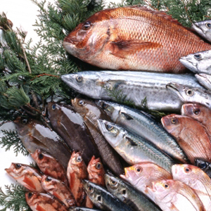 鳴門魚市の画像